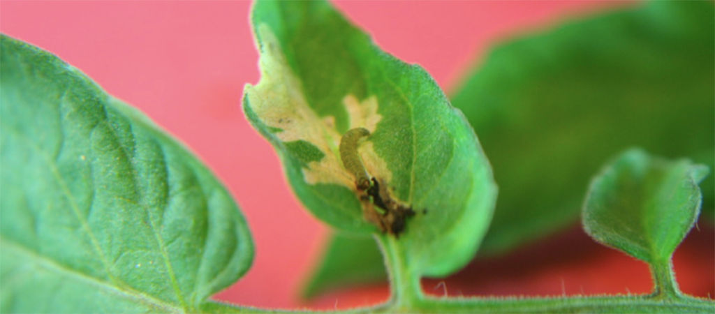 tuta absoluta in plant